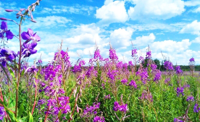 Иван чай узколистный