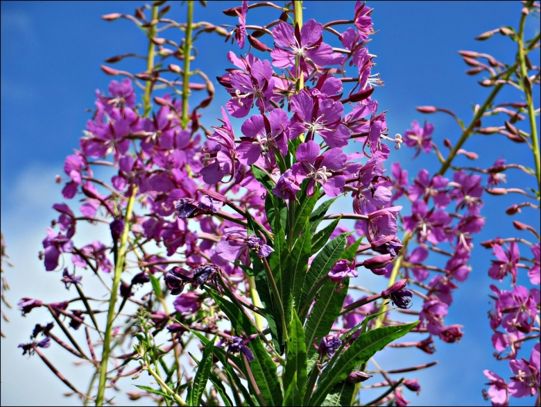 Растение кипрей узколистный