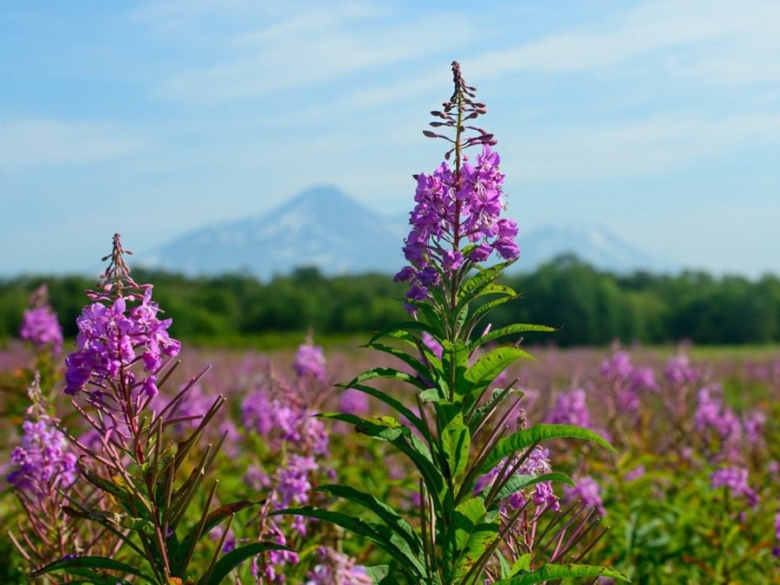 Иван чай узколистный