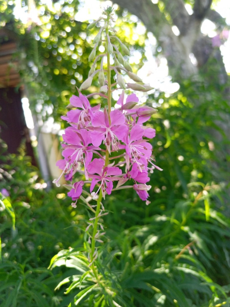 Кипрей волосистый