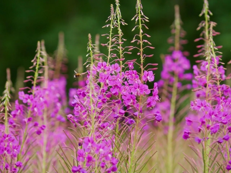 Иван чай узколистный