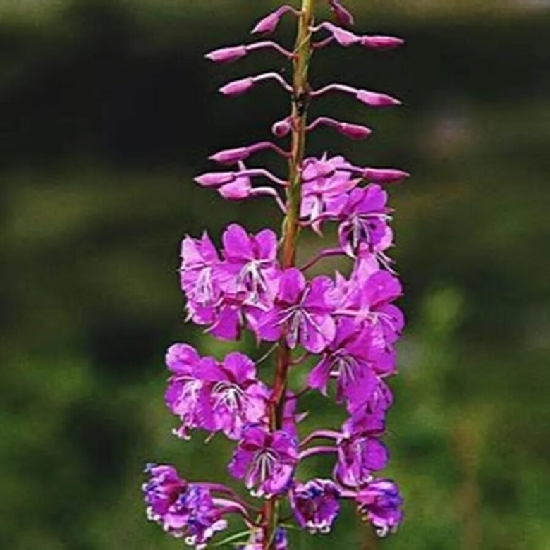 Кипрей иван