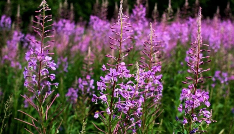 Трава иван чай