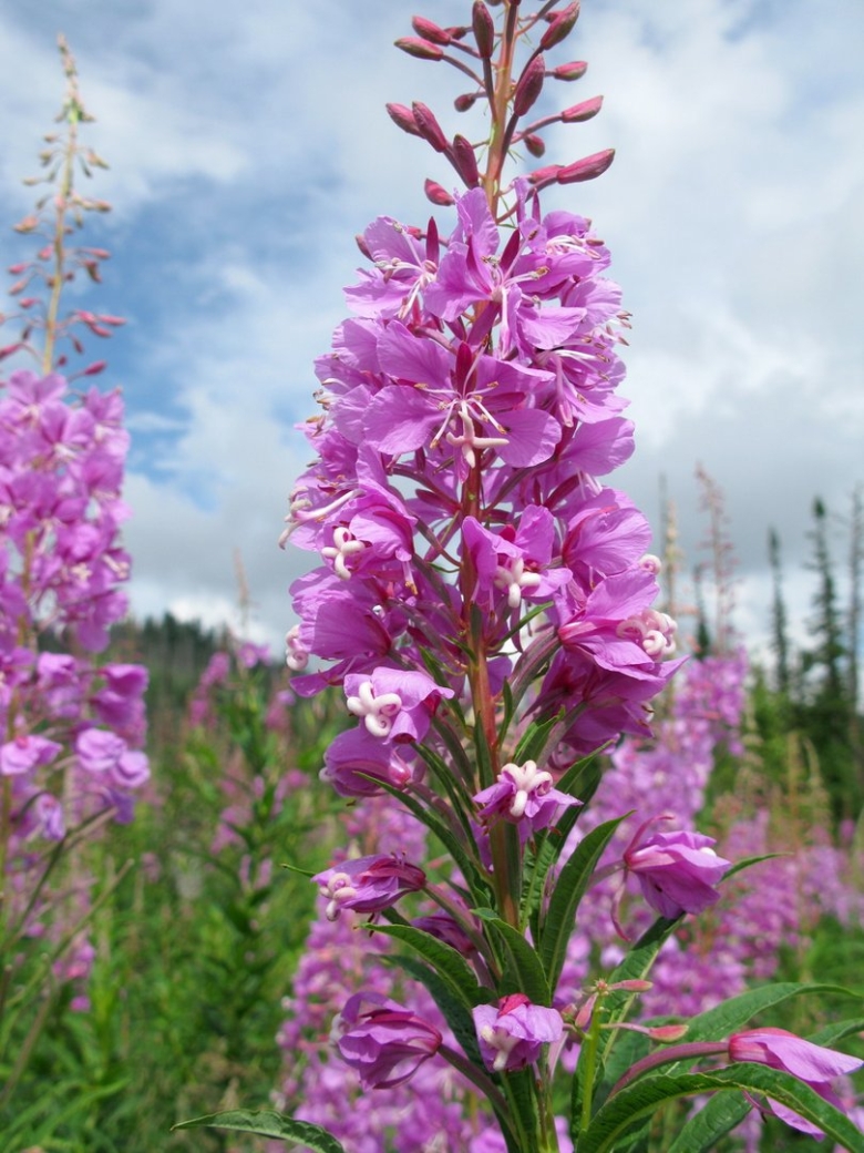 Иван чай узколистный