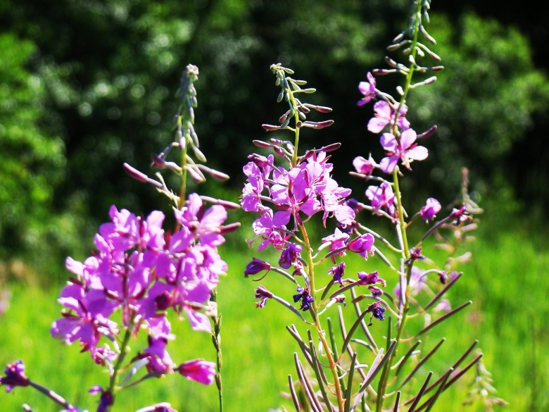 Растение кипрей узколистный