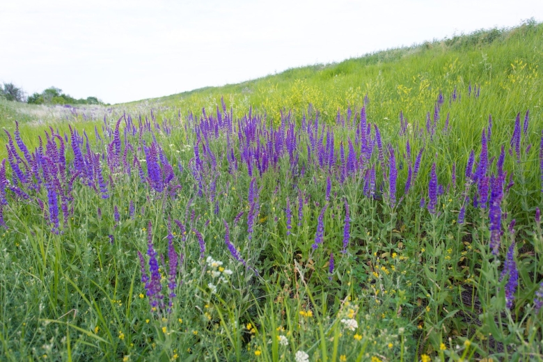 Шалфей Волгоградской области
