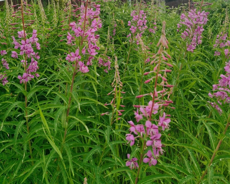 Кипрей узколистный