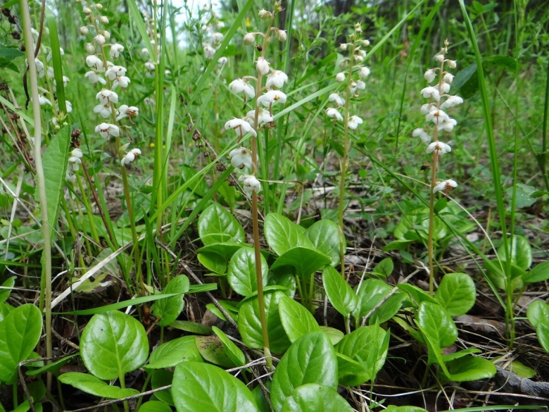 Грушанка крупноместная