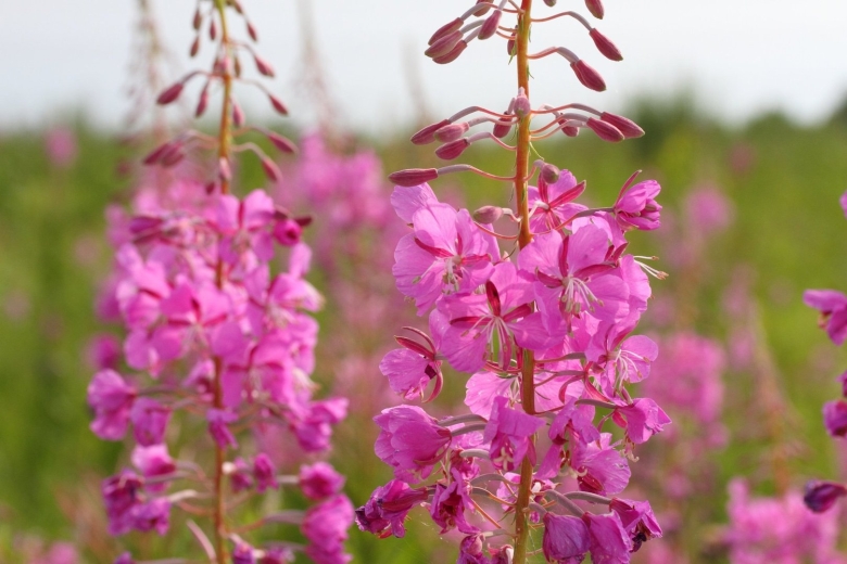 Растение иван чай