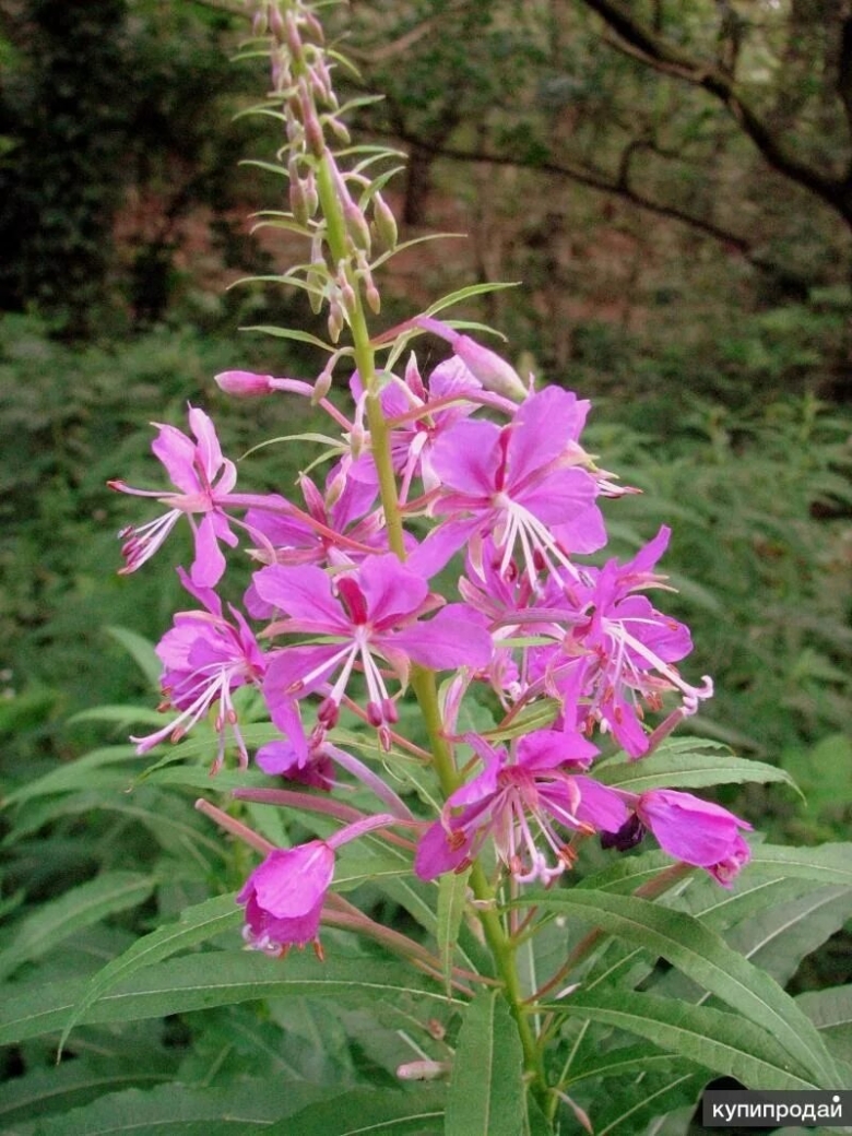 Иван чай узколистный