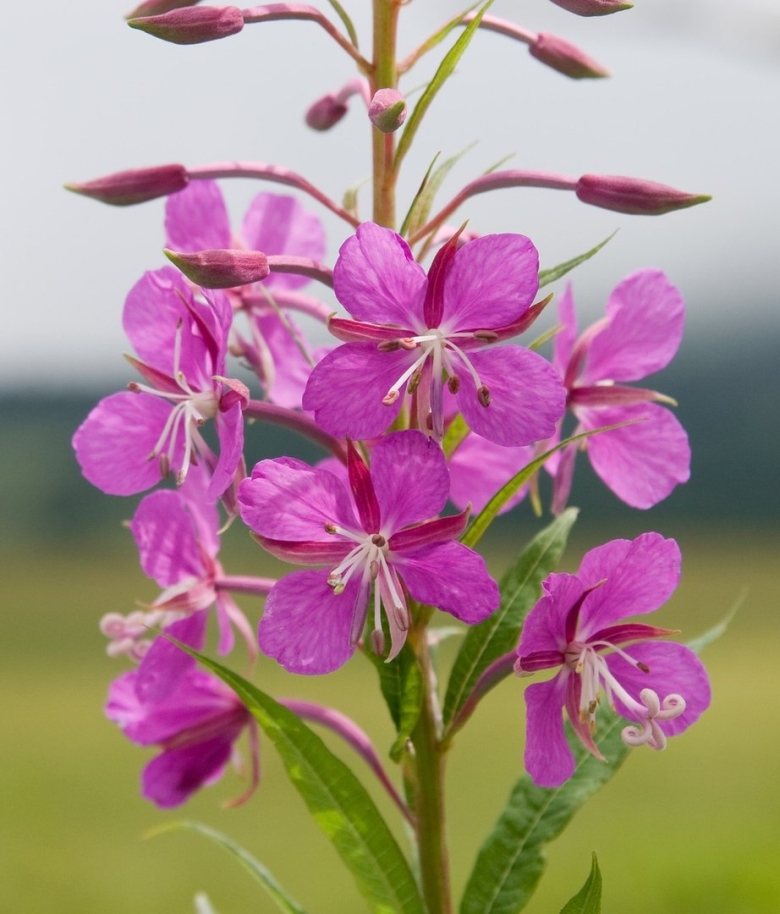 Epilobium angustifolium