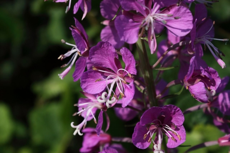Chamaenerion angustifolium