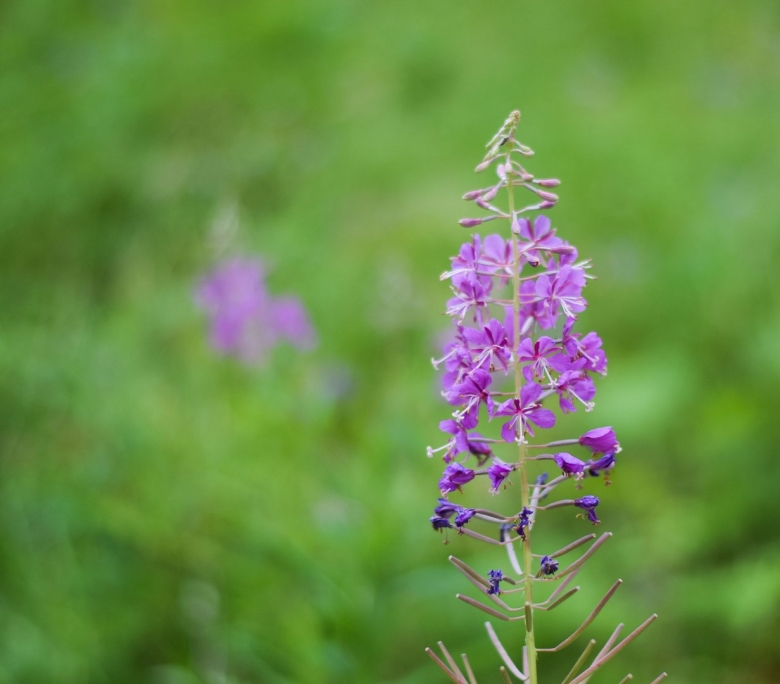 Кипрей Венерин цветок