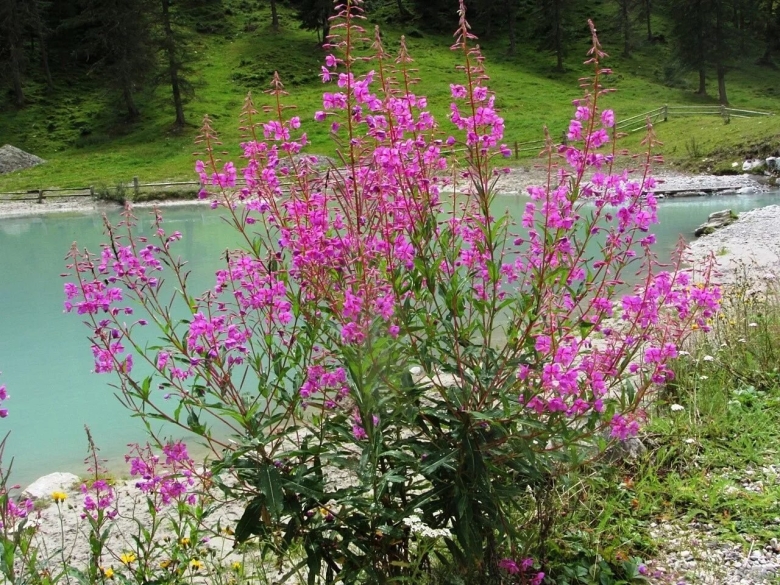 Иван чай узколистный