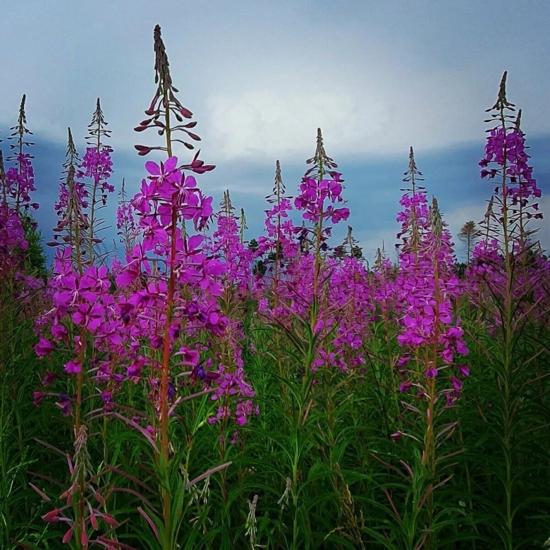 Кипрей узколистный