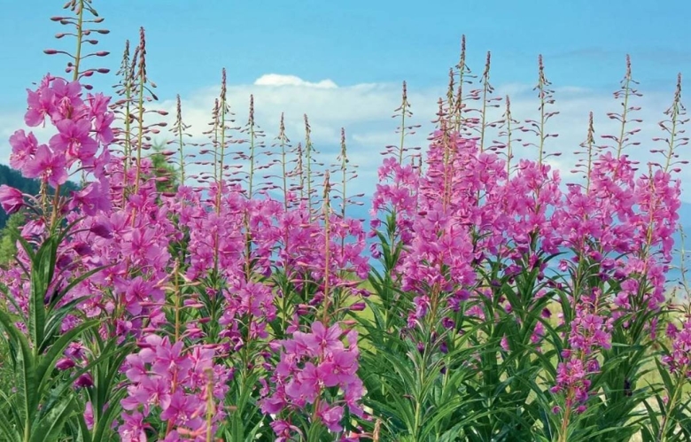 Иван чай кипрей