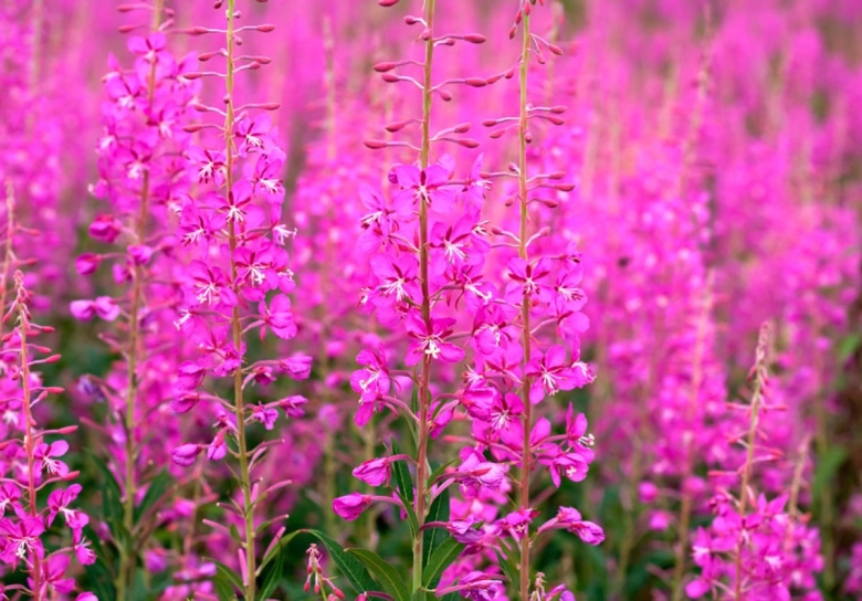 Кипрей узколистный молодые побеги