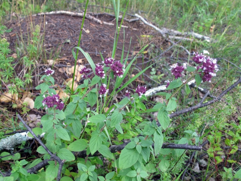 Душица обыкновенная