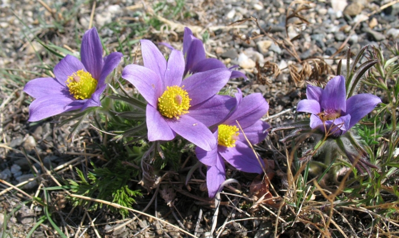 Pulsatilla листва Плантариум
