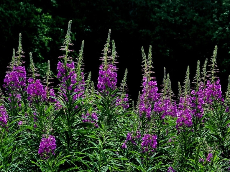 Иван чай узколистный