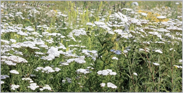 Тысячелистник полевой