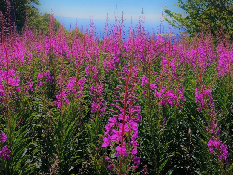 Кипрей узколистный