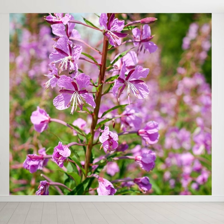 Иван чай узколистный