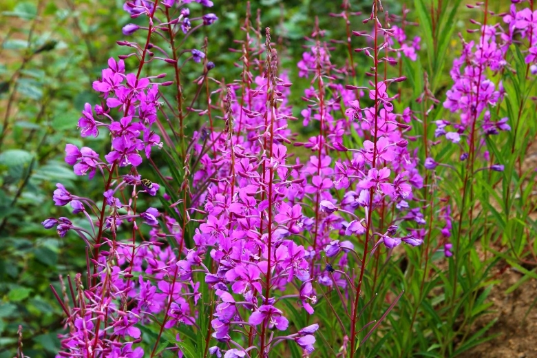 Иван-чай узколистный растения