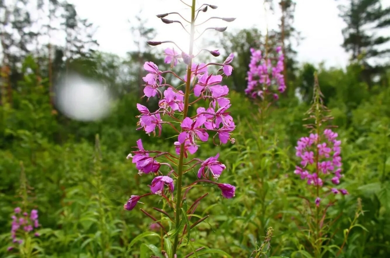 Кипрей иван чай