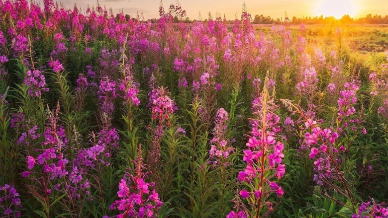 Лесная Поляна с Иван чаем