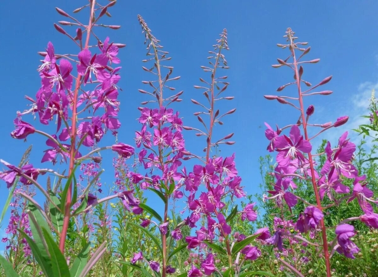 Кипрей узколистный