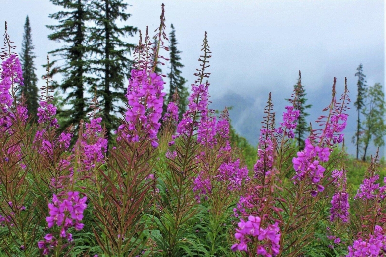 Узколистный кипрей