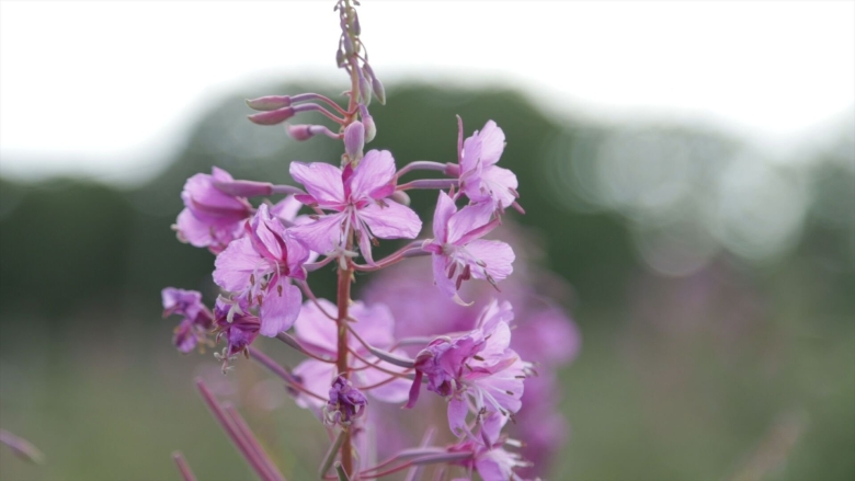 Кипрей Даурский