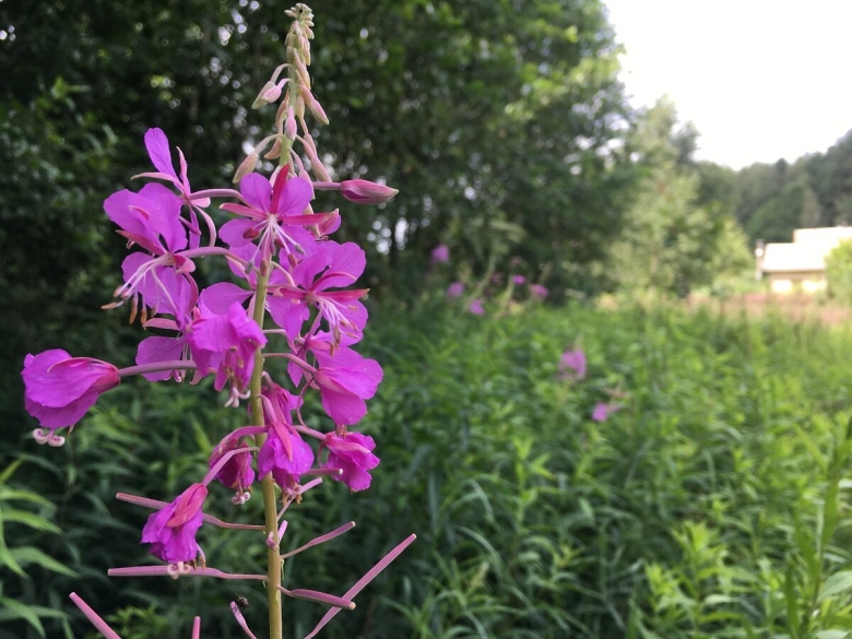 Кипрей узколистный