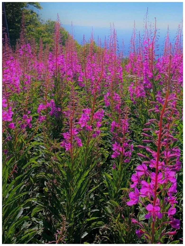 Иван чай узколистный