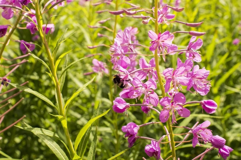 Кипрей узколистный Ботаническая