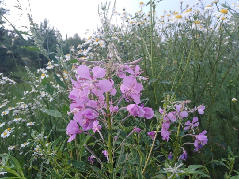 Кипрей узколистный иван чай