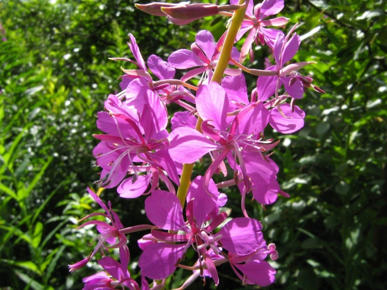 Кипрей узколистный