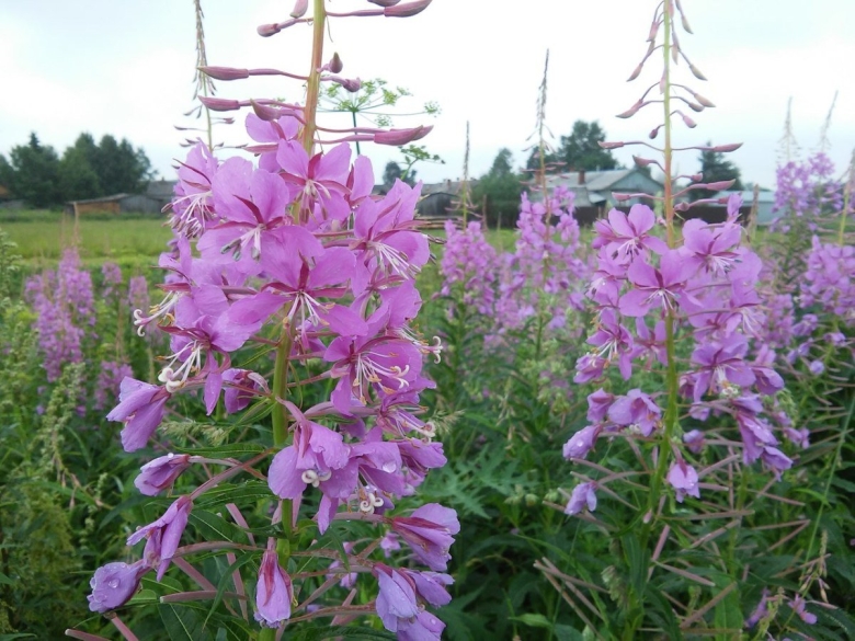 Кипрей узколистный