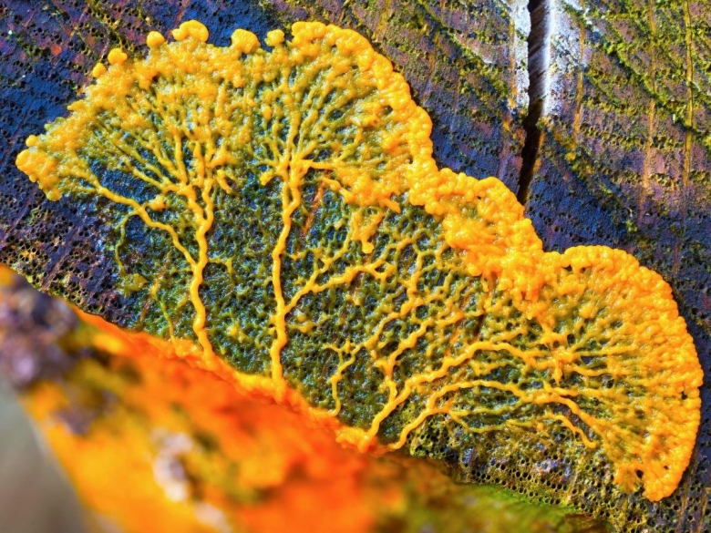 Слизевики грибы желтые