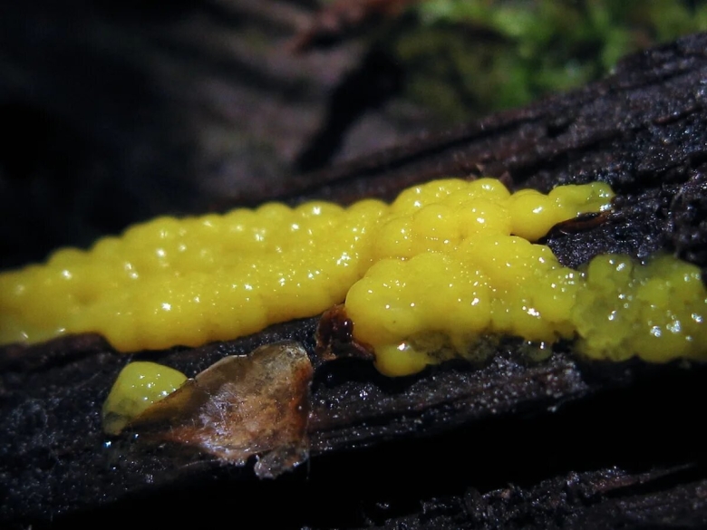 Слизевики грибоподобные организмы