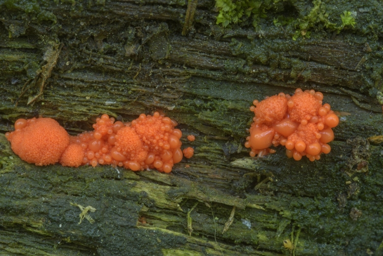 Гриб слизевик Ликогала