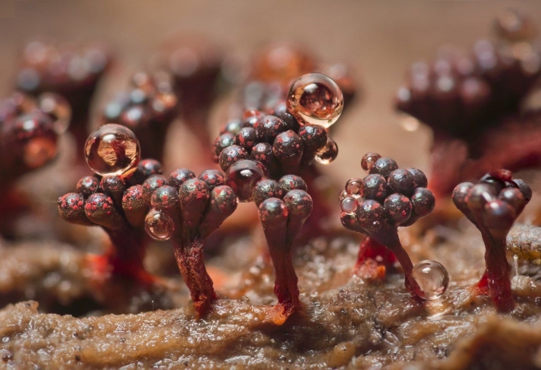 Слизевики грибоподобные организмы