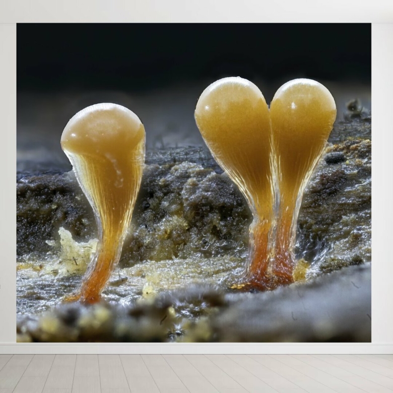 Слизевики Myxomycota