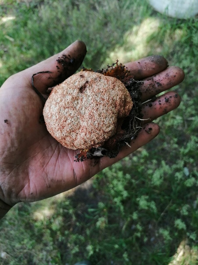 Гриб слизевик в организме человека фото