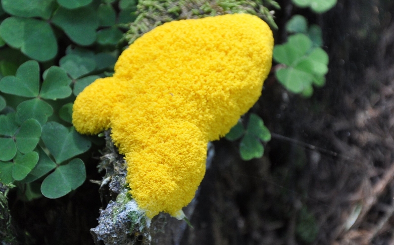 Слизевик фулиго моховой