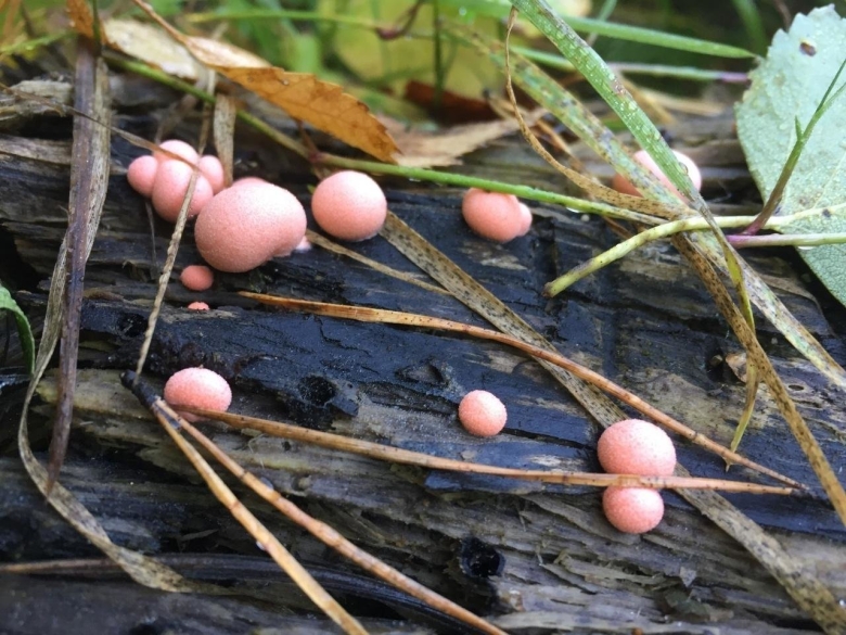 Ликогала древесинная