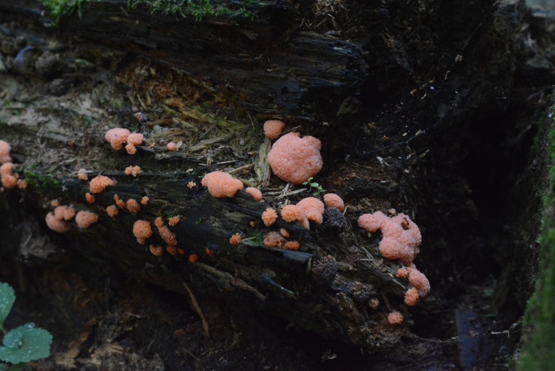 Слизевики грибоподобные организмы