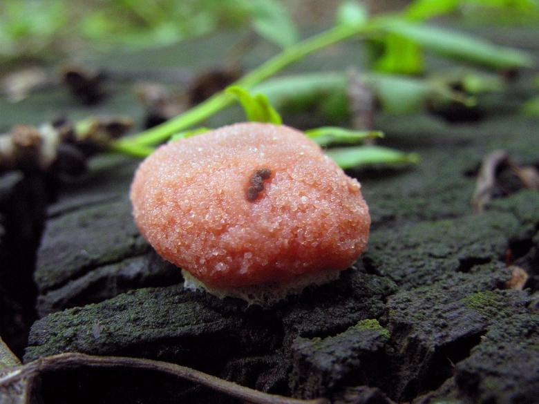 Тубифера ржавая Tubifera ferruginosa