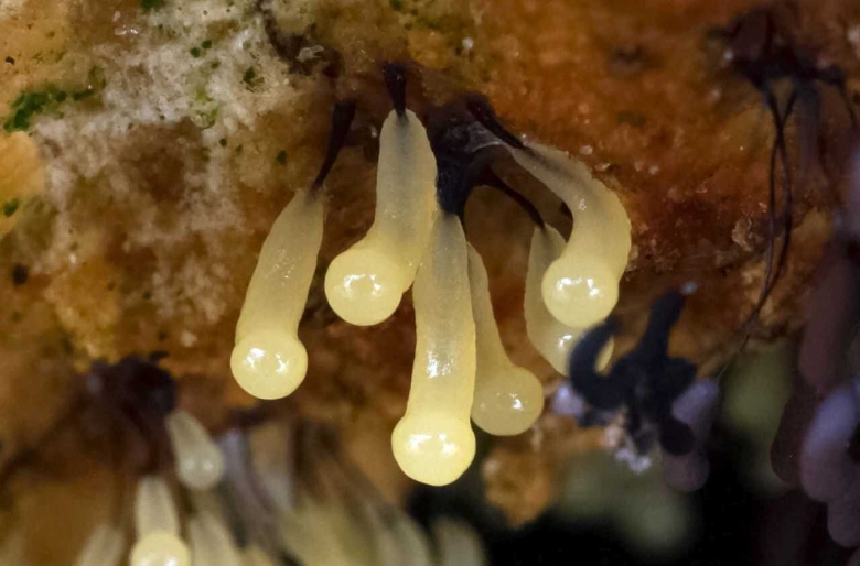 Акаразиевые слизевики